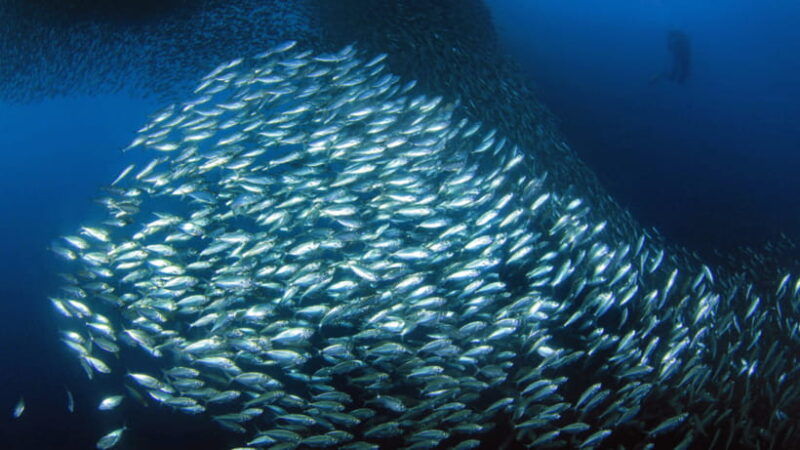 moalboal-sardines-run-private-tour