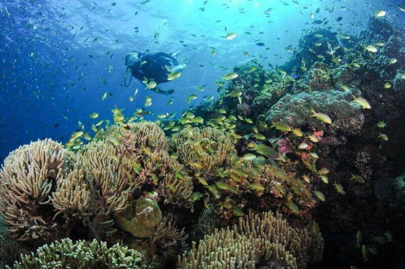 moalboal-scuba-diving-and-pescador-island-hopping