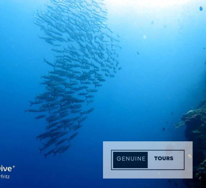 moalboal-scuba-diving-w-sardine-and-turtlesno-other-guest
