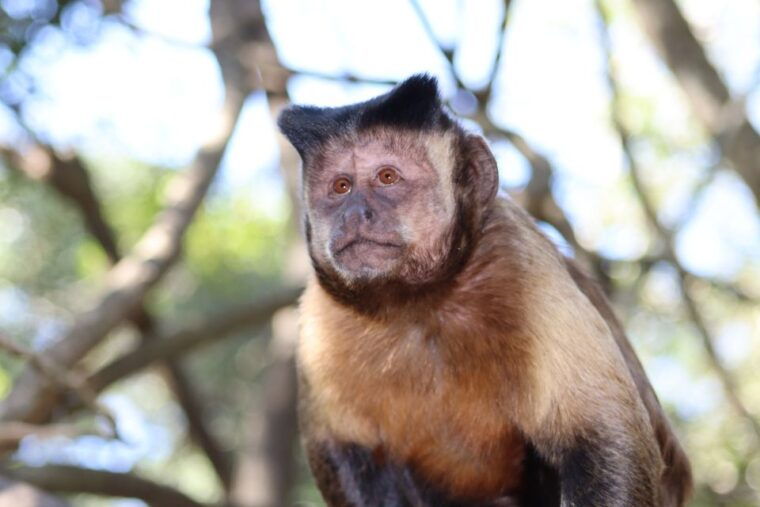 monkeyland-birds-of-eden-jukani-animal-sanctuaries