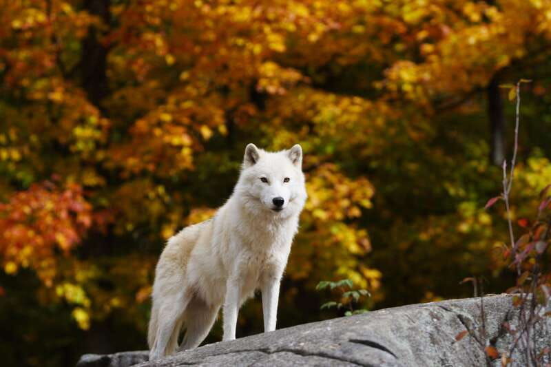 montebello-morning-vip-tour-at-parc-omega-2hr-30min
