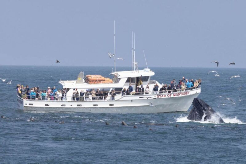 monterey-monterey-bay-dolphin-and-whale-watching-boat-tour