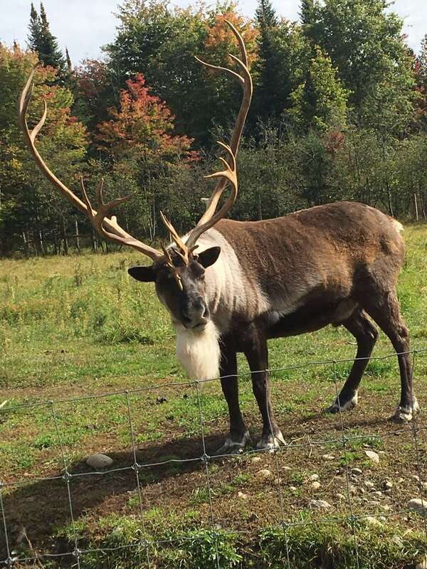 montreal-private-day-tour-to-parc-omega-montebello-lodge