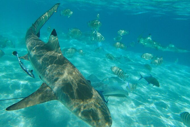 Moorea 6 Hour Snorkeling and Lunch Shared Tour - Authentic Experiences & Insights from Reviews