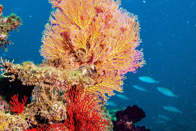 Muiron Islands Snorkeling in Exmouth - FAQ