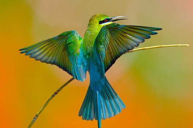 Muthurajawela Bird Watching Tour From Colombo & Negombo - The Guides and Their Impact