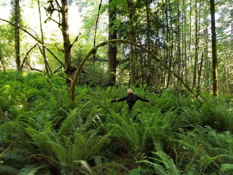 mystical-rainforest-tour-forest-magick