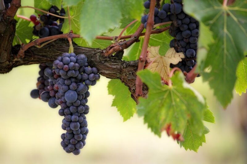 naples-vesuvius-half-day-trip-with-lunch-and-wine-tasting