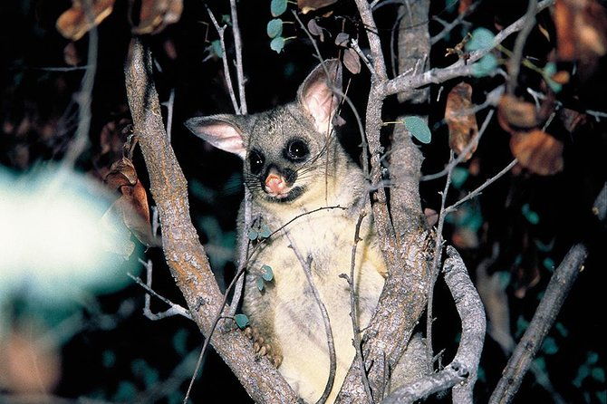 Natural Bridge Glow Worm Night Tour from Gold Coast - Final Thoughts
