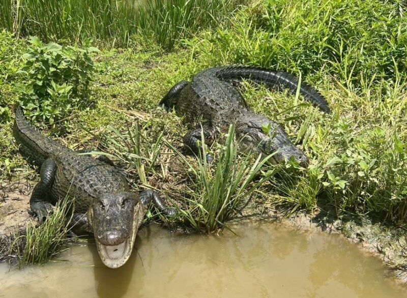 new-orleans-16-passenger-airboat-swamp-tour