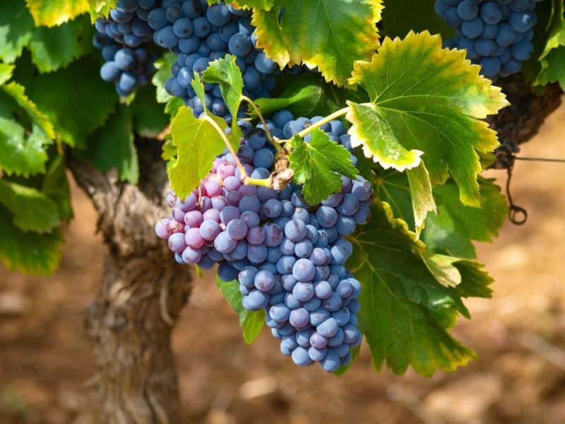nice-half-day-saint-paul-de-vence-and-wine-tasting-tour