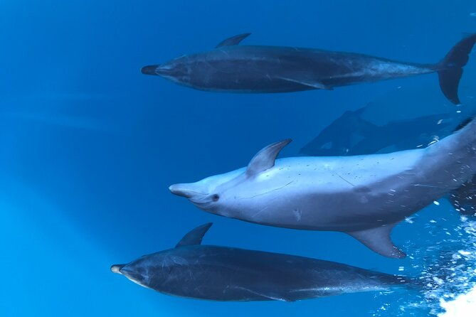 Noosa National Park & Dolphin adventure - What to Expect: The Itinerary and Experience
