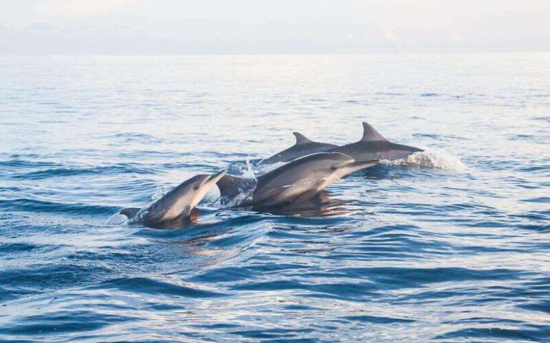 north-bali-dolphin-watching-and-snorkeling-tour