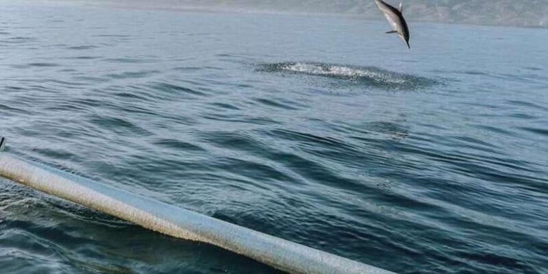north-bali-lovina-sunrise-watching-dolphin