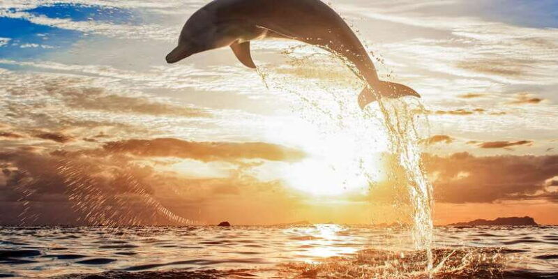 north-bali-sunrise-tour-with-dolphins-waterfalls-temples
