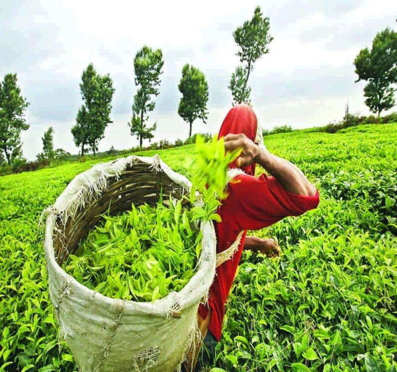 nuwara-eliya-tea-factory-and-pickle-waterfalls-tuk-tuk-tour