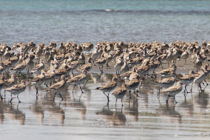 One Day Birding Adventure - Is this Tour Worth the Price?