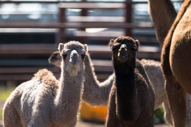 One Hump Camel Farm and Wine Tour - Final Thoughts