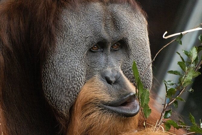 Orangutan Experience at Melbourne Zoo - excl. entry - Who is This Tour Best For?