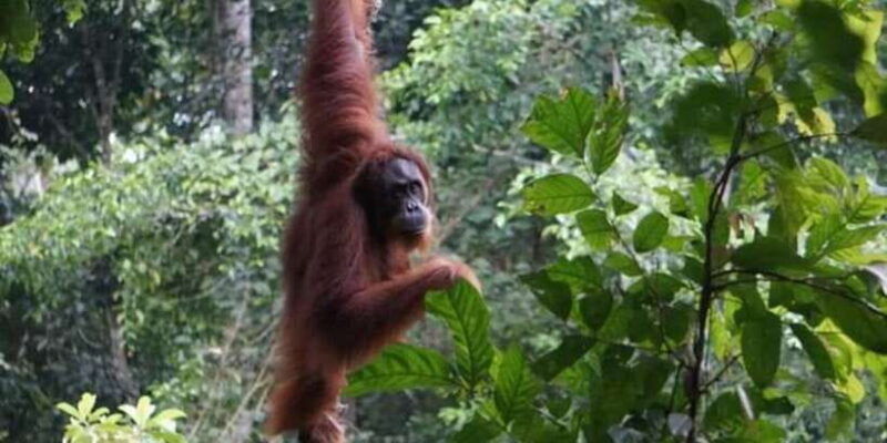 orangutan-tour-jungle-trekking-in-sumatra