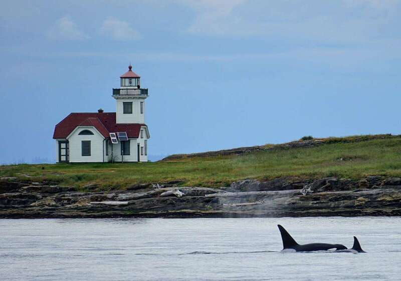 orcas-island-whale-and-orca-guided-speedboat-tour-2