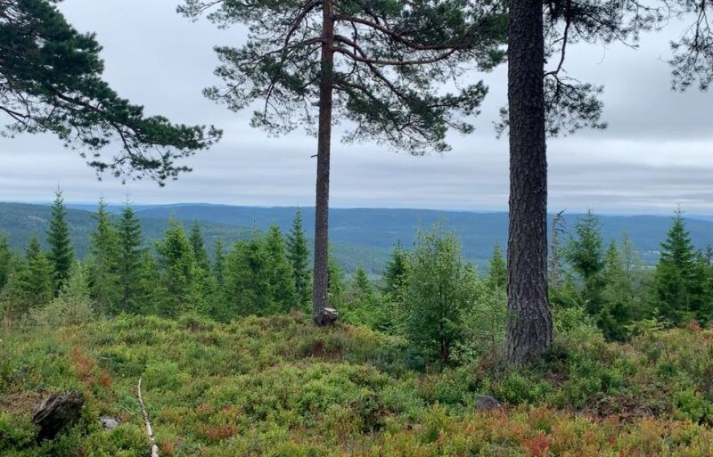 oslo-skjennungstoppen-wildlife-forest-hiking-tour