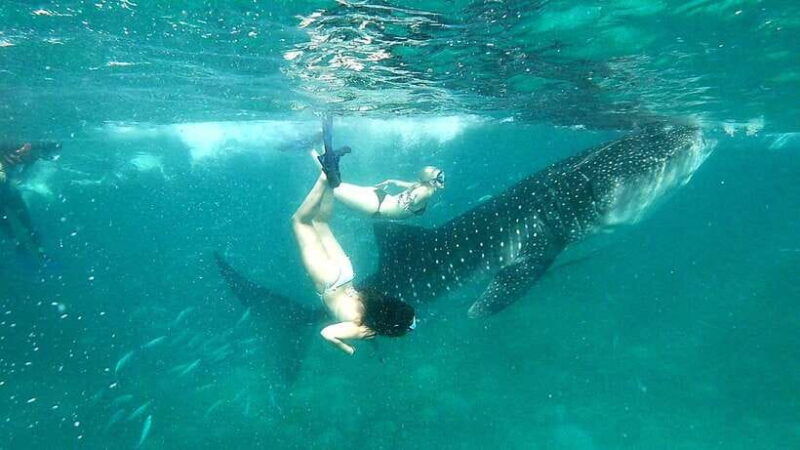 oslob-whale-shark-swim-aguinid-falls-canyoneering-tour