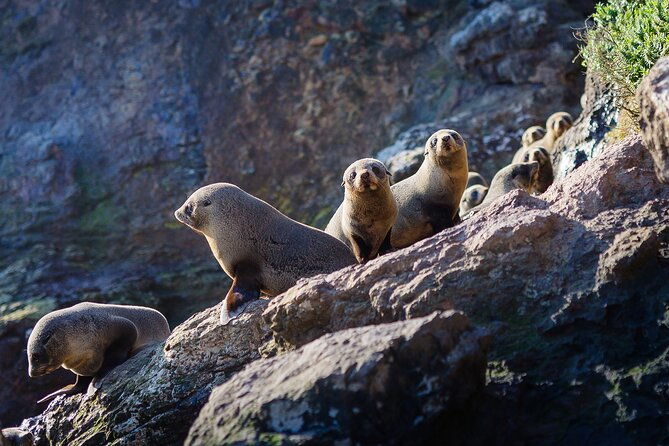 Otago Harbour Wildlife Cruise (Dunedin Shore Excursion) - Who Should Book This Tour?