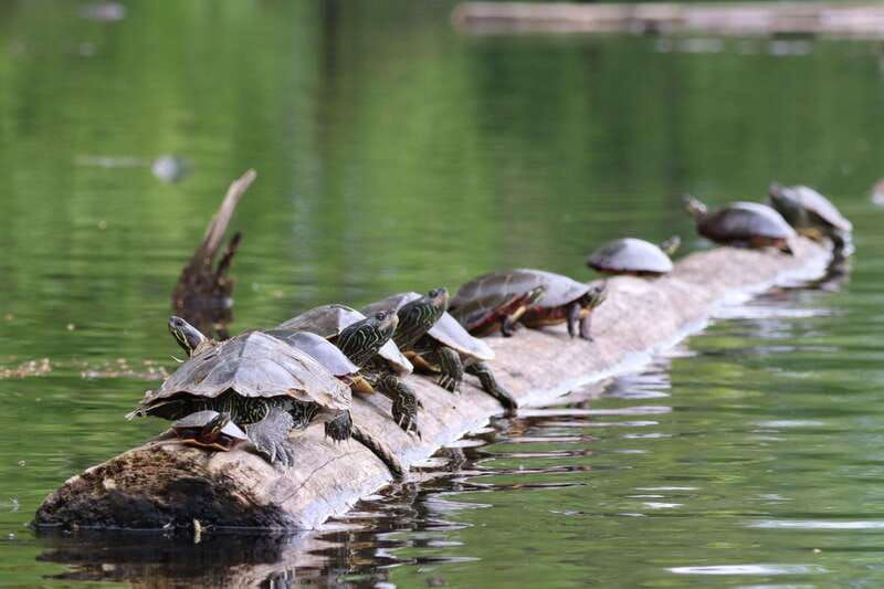 ottawa-ecological-reserve-kayak-tour-with-turtle-sightings