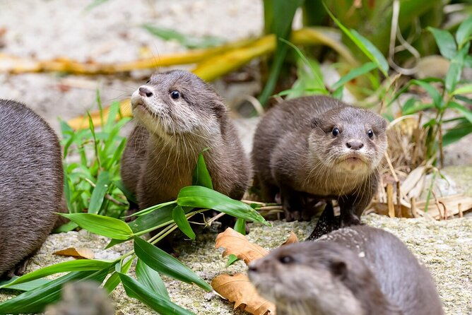 Otter Experience at Melbourne Zoo - excl. entry - Who Should Consider This Tour?