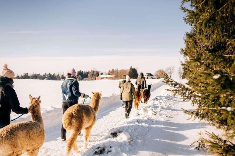 oxford-county-on-alpaca-farm-walk-learning-experience