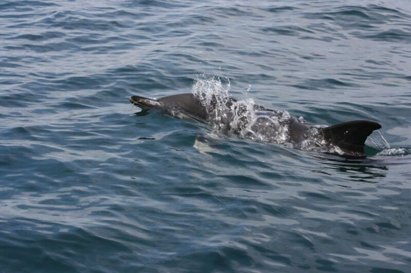 padstow-guided-rib-sealife-safari