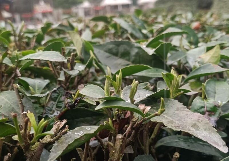 panda-and-green-tea-making-tour