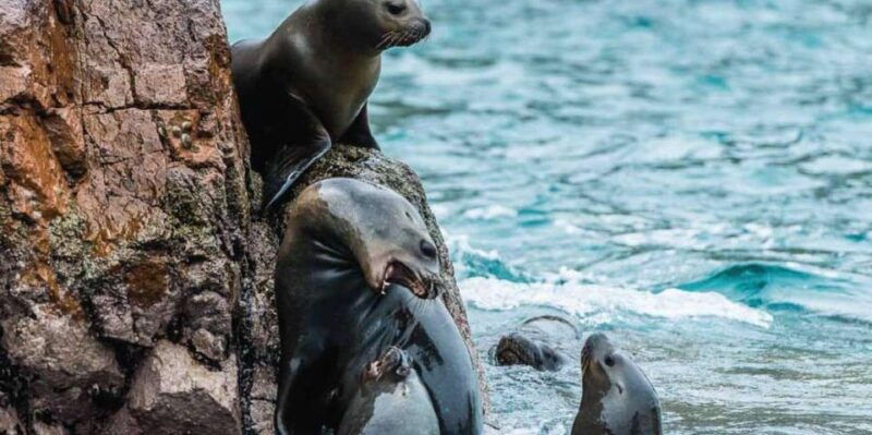 paracas-ballestas-islands-boat-tour-ballestas-islands