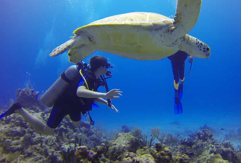 paracas-diving-dive-into-the-sea