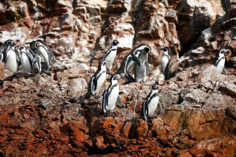 paracas-islands-huacachina-oasis-in-ica-adventurewildlife