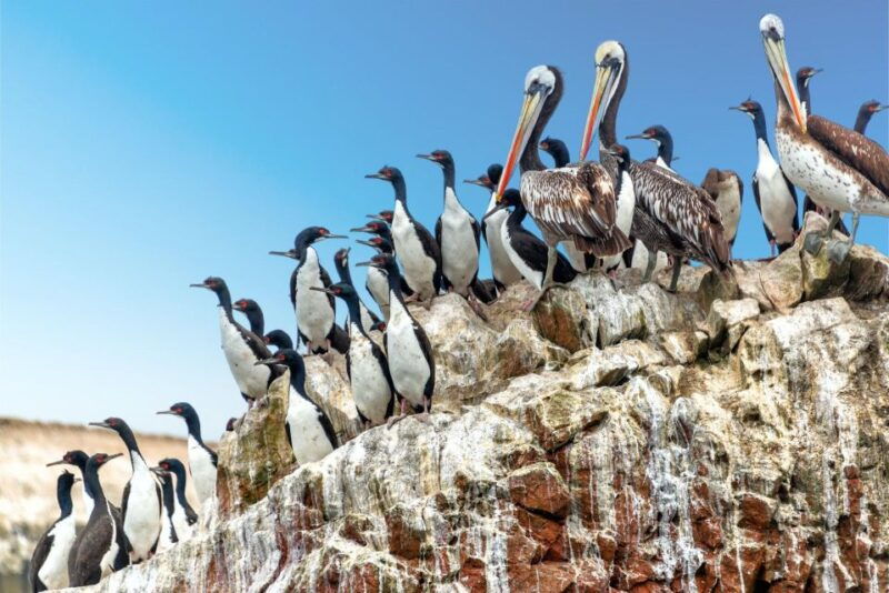 paracas-short-excursion-to-ballestas-island-sea-lions