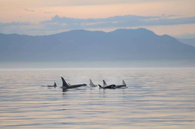 parksville-sunset-whale-and-wildlife-adventure