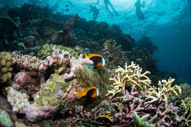 Passions of Paradise Great Barrier Reef Cruise by Catamaran - Who Should Consider This Tour?
