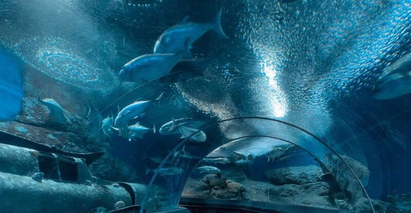 pattaya-underwater-world-pattaya-aquarium-admission-ticket