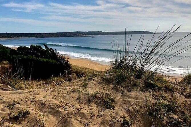Phillip Island Departure Penguin Parade Tour with Winery Feast - Who Will Love This Tour?