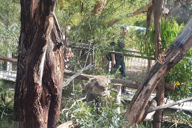 Phillip Island Private Experience - The Highlight: The Penguin Parade