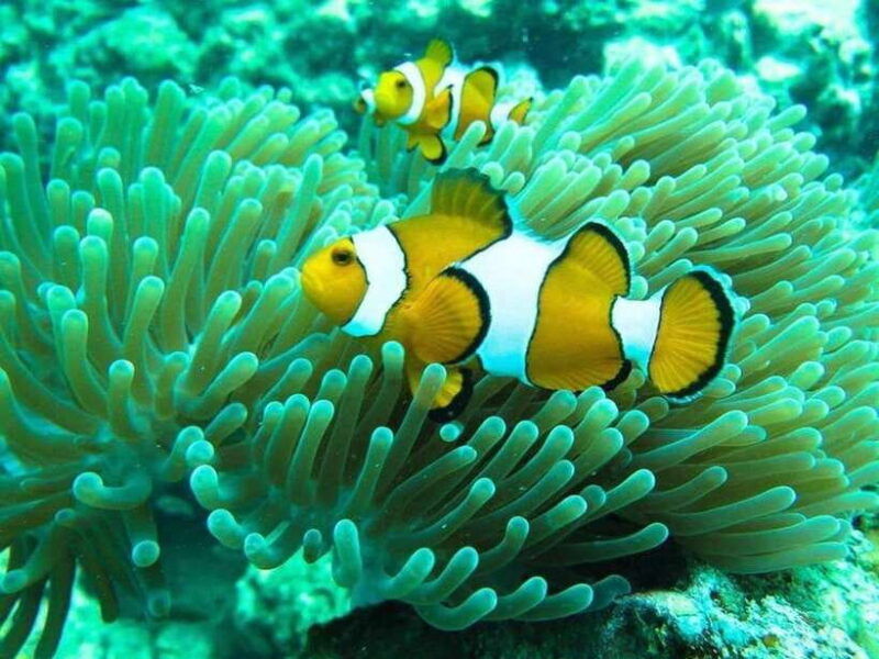phuket-3-khai-islands-snorkeling-and-relaxation-tour