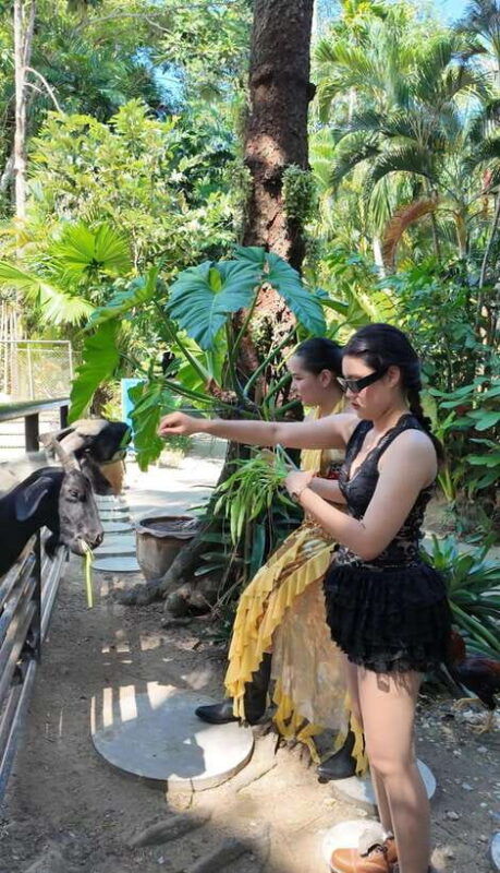 phuket-bird-park-entry-ticket
