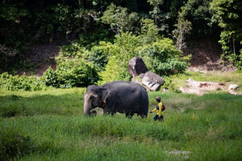 phuket-bukit-elephant-park-sanctuary-walk-and-feed-tour