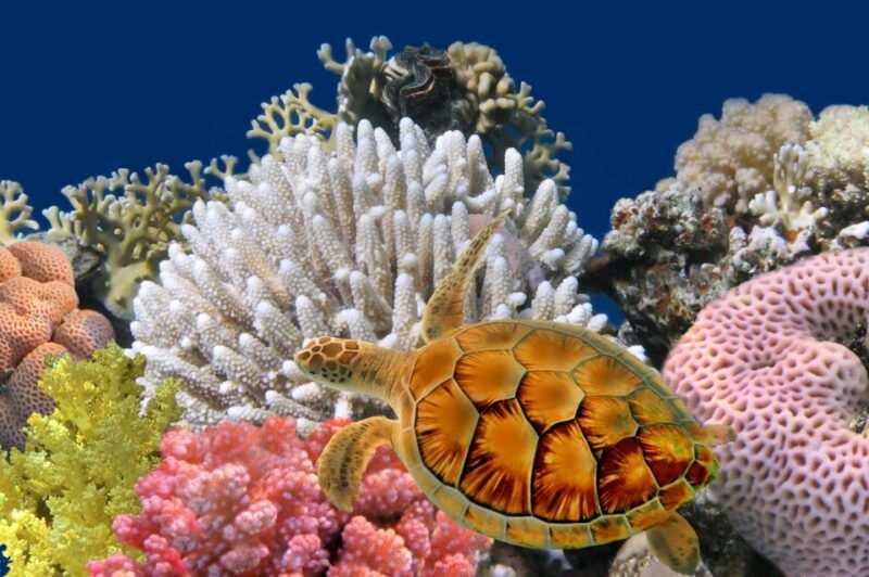 phuket-coral-island-longtail-boat-cruise-with-snorkeling