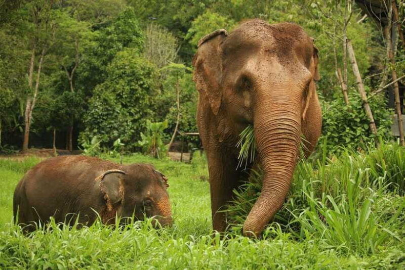 phuket-elephant-nature-reserve-entry-ticket-and-guided-tour