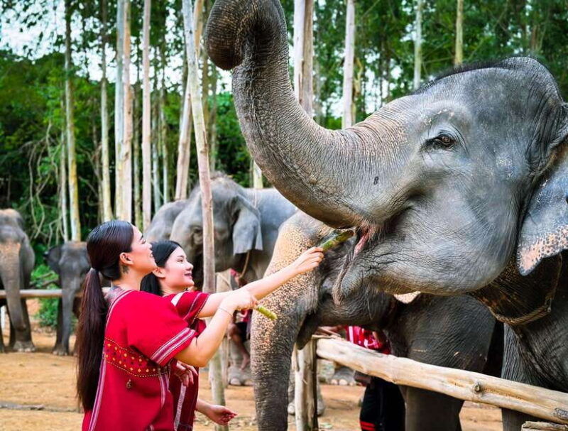 phuket-experience-feeding-and-bathing-elephants-1-5-hrs