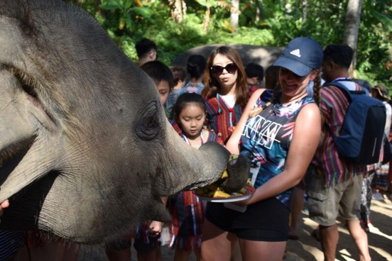 phuket-half-day-or-2-hour-ethical-elephant-care-sanctuary