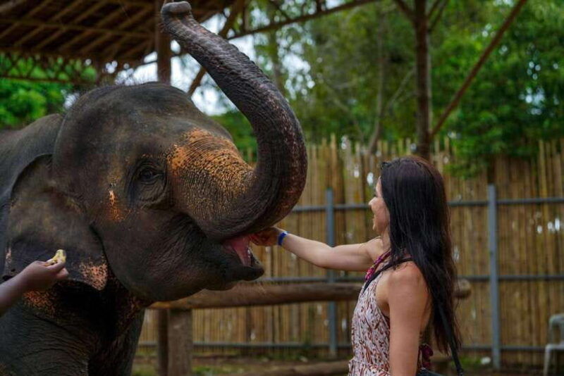 phuket-meet-feed-relax-with-elephant